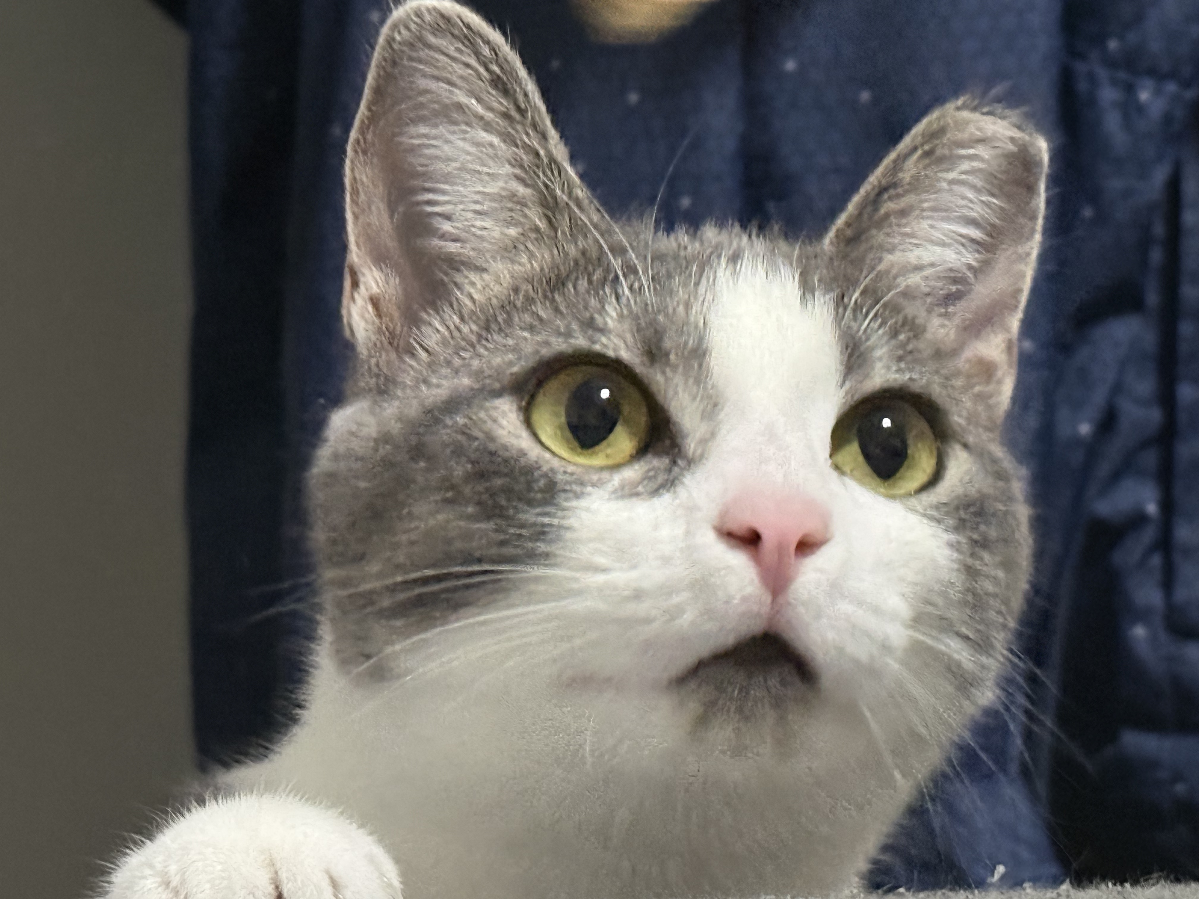 Eevee, a gray and white cat with green eyes